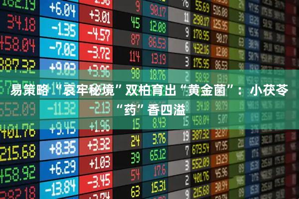 易策略 “哀牢秘境”双柏育出“黄金菌”：小茯苓“药”香四溢